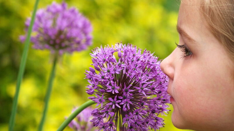 Celebration of the Senses Day - June 24