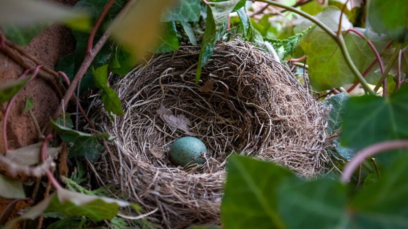 Crowded Nest Awareness Day - June 12
