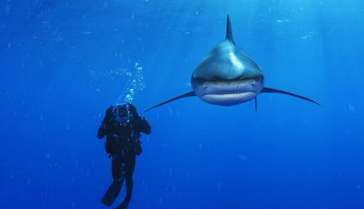 Fintastic Friday: Giving Sharks a Voice - May