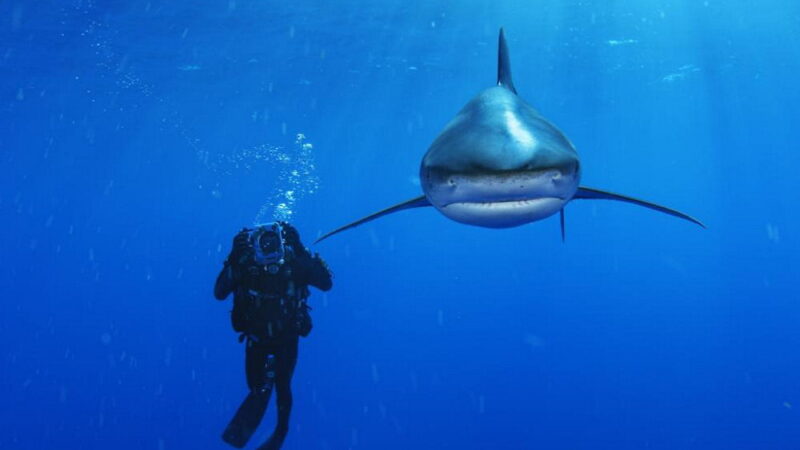 Fintastic Friday: Giving Sharks a Voice - May