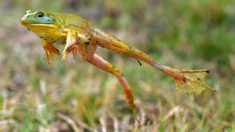 Frog Jumping Day - May 13