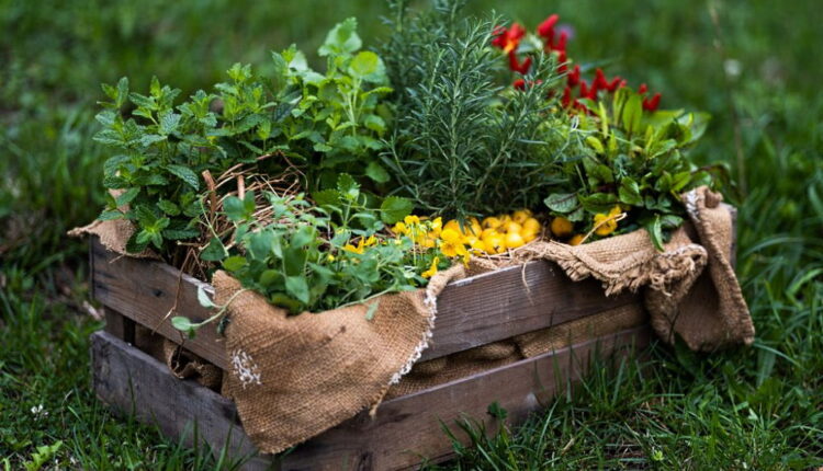 Herb Day - May