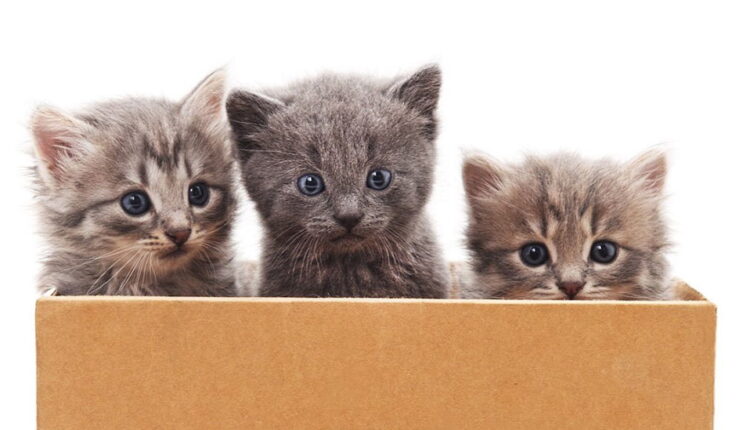 International Box Day - June 19