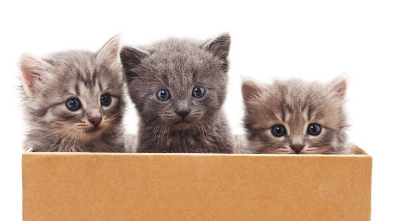 International Box Day - June 19