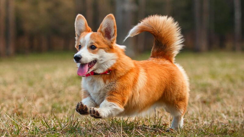 International Corgi Day - June 4