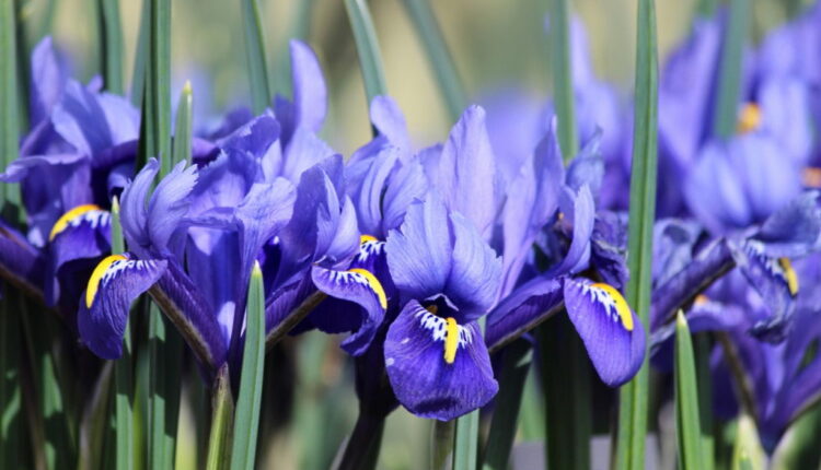 Iris Day - May 8
