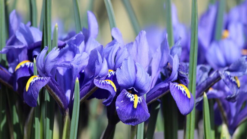 Iris Day - May 8