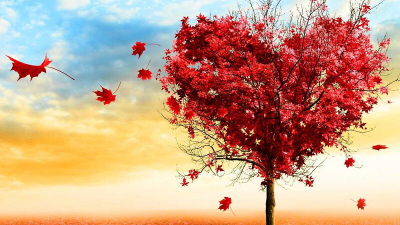 Love a Tree Day - May 16
