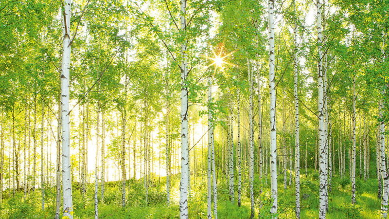May Ray Day - May 19