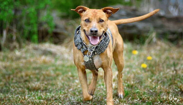 Mayday for Mutts - May