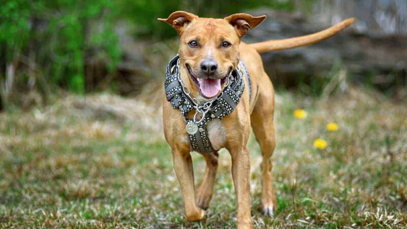 Mayday for Mutts - May
