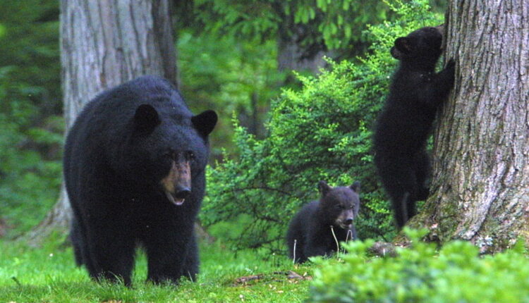 National Black Bear Day - June 4
