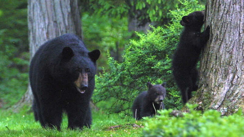 National Black Bear Day - June 4