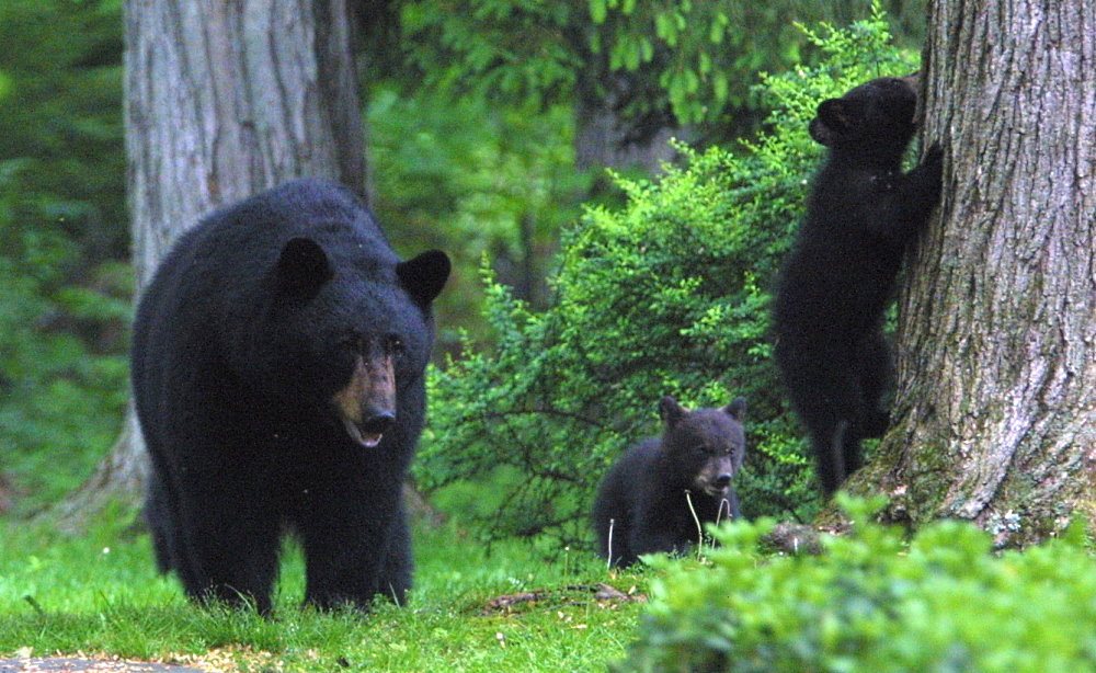 National Black Bear Day - June 4