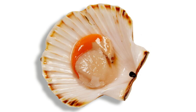 National Coquilles St. Jacques Day - May 16