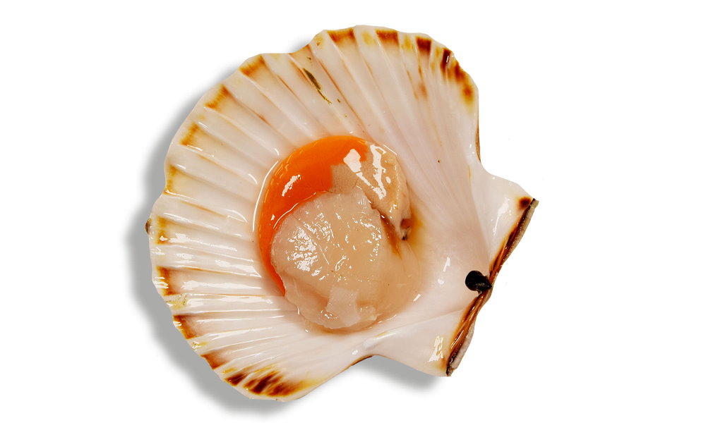 National Coquilles St. Jacques Day - May 16