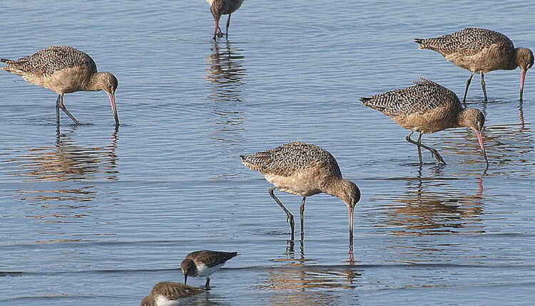 National Go Birding Day - April