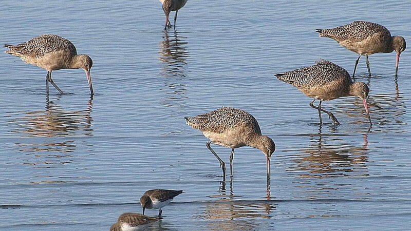 National Go Birding Day - April