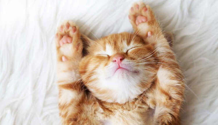 National Hairball Awareness Day - April
