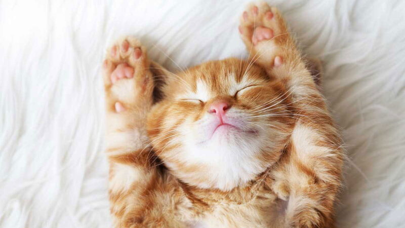 National Hairball Awareness Day - April
