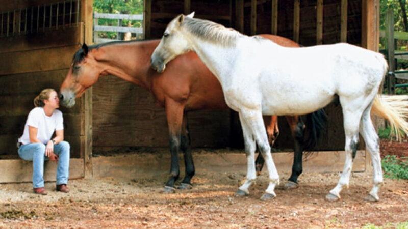 National Help a Horse Day - April 26