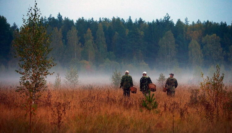 National Mushroom Hunting Day - May 17