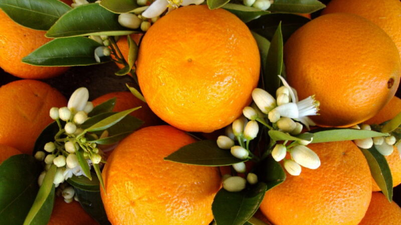 National Orange Blossom Day - June 27