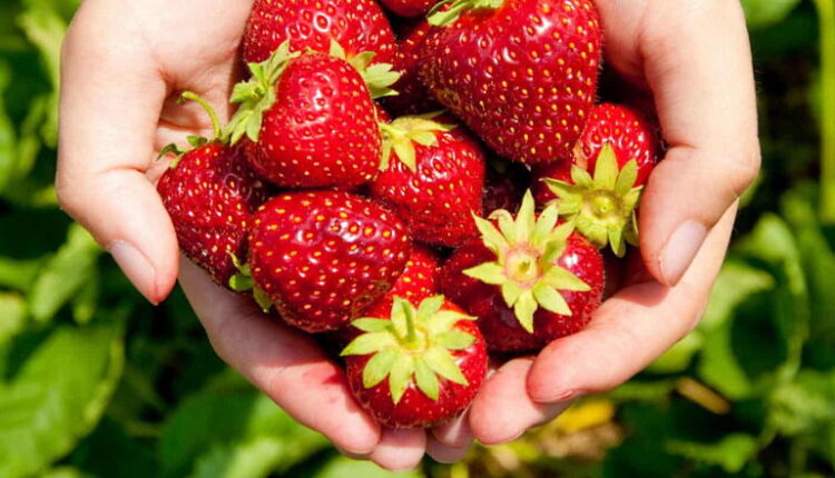 National Pick Strawberries Day - May 20