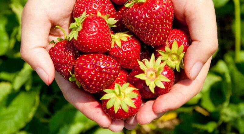 National Pick Strawberries Day - May 20
