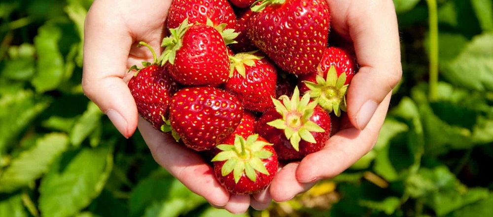 National Pick Strawberries Day - May 20