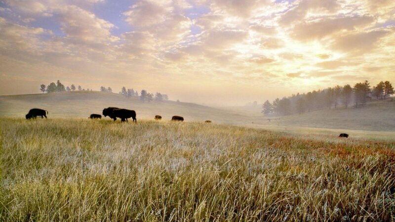 National Prairie Day - June 4