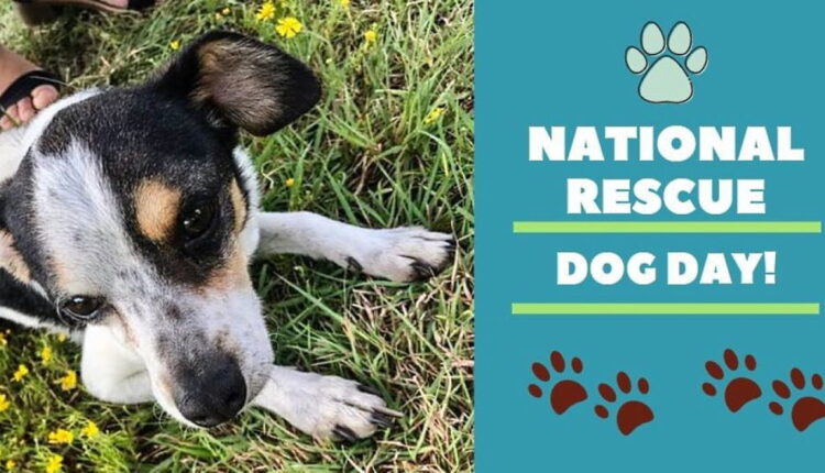 National Rescue Dog Day - May 20
