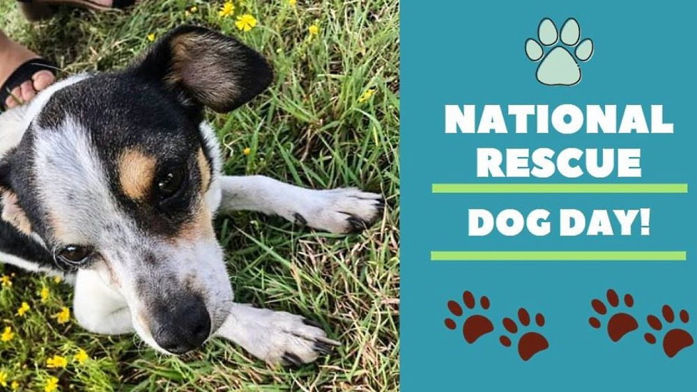 National Rescue Dog Day - May 20