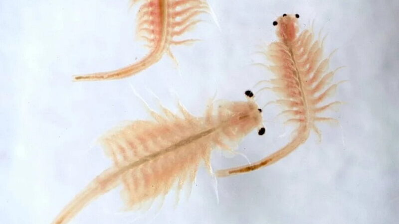 National Sea Monkey Day - May 16
