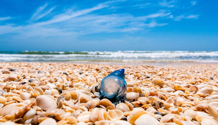 National Seashell Day - June 21