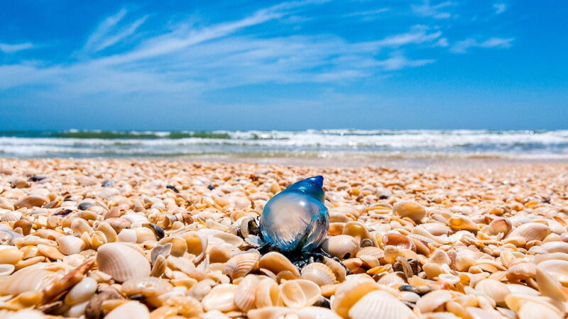 National Seashell Day - June 21