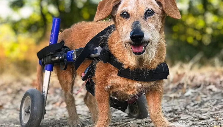 National Specially-Abled Pets Day - May 3