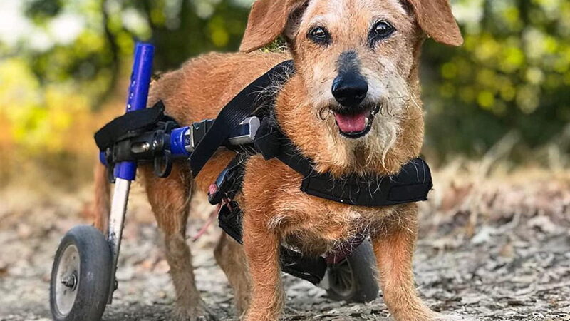 National Specially-Abled Pets Day - May 3
