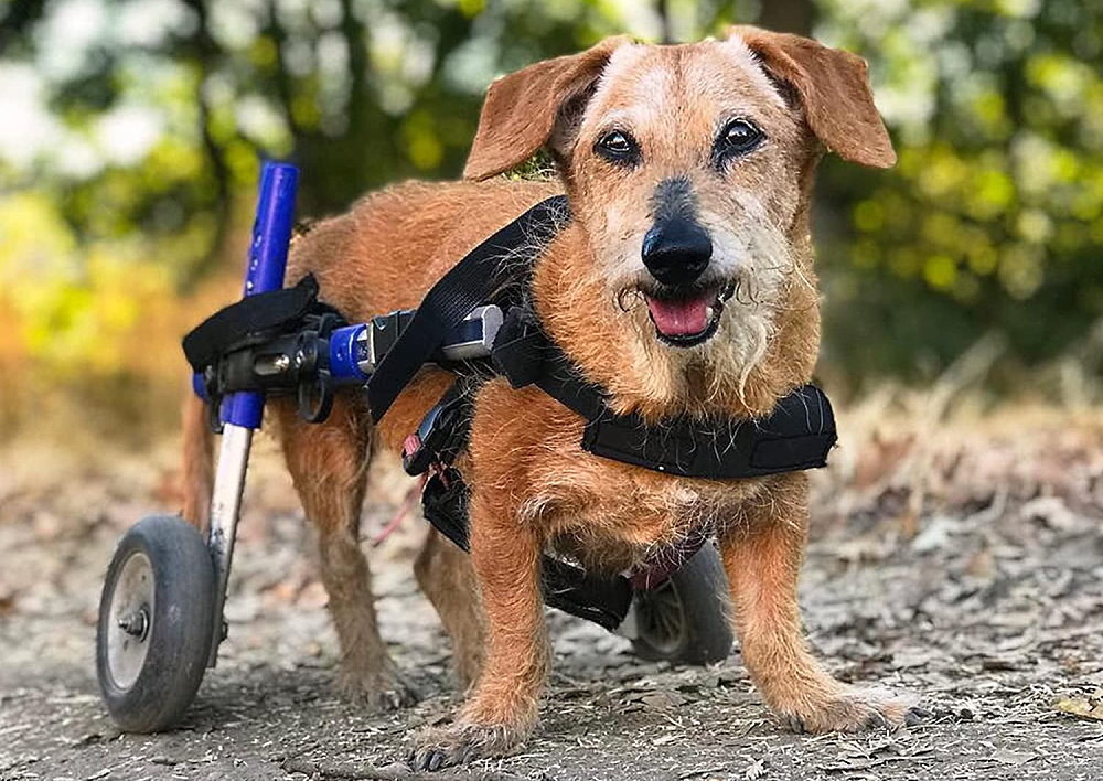 National Specially-Abled Pets Day - May 3