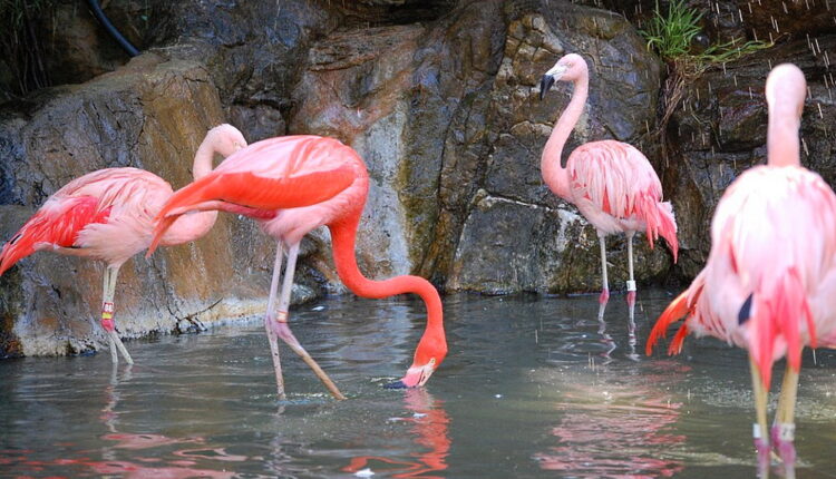Pink Flamingo Day - June 23
