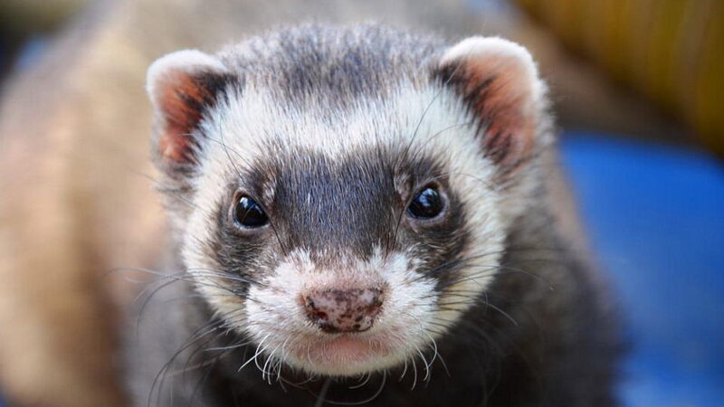 Pop Goes The Weasel Day - June 14