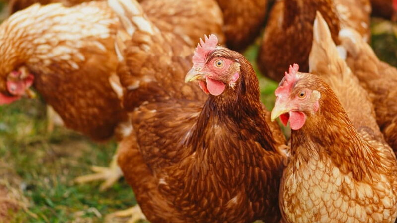 Respect For Chickens Day - May 24