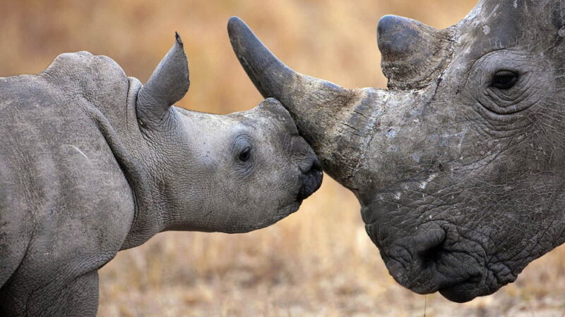 Save the Rhino Day - May 1