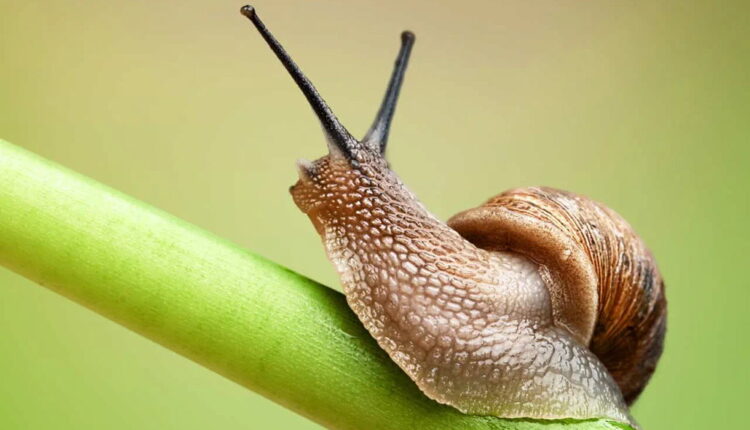Slugs Return From Capistrano Day - May 28