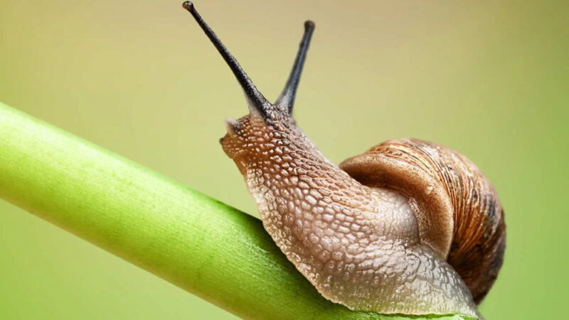 Slugs Return From Capistrano Day - May 28