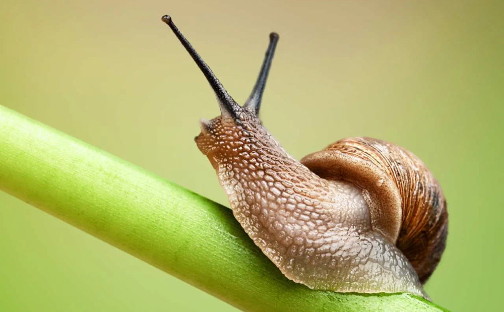 Slugs Return From Capistrano Day - May 28