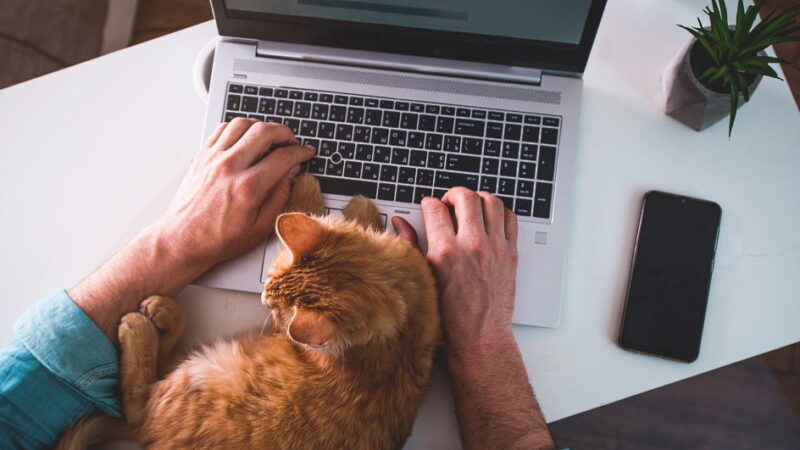 Take Your Cat to Work Day - June