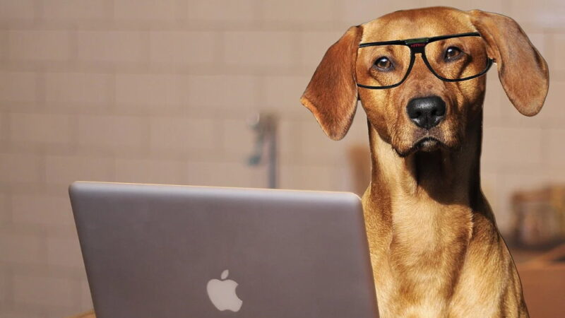 Take Your Dog to Work Day - June