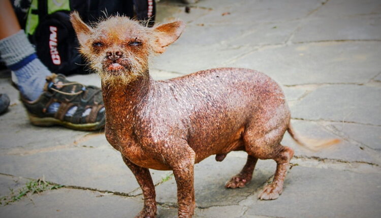 Ugliest Dog Day - June