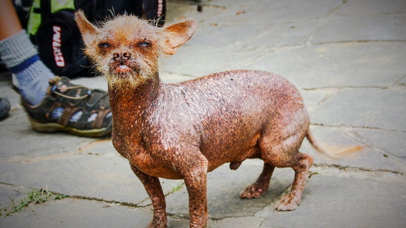 Ugliest Dog Day - June